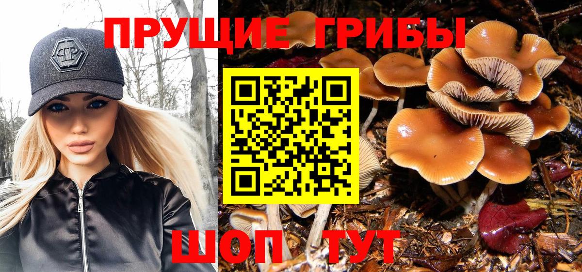 Галлюциногенные грибы Cubensis Сухой Лог